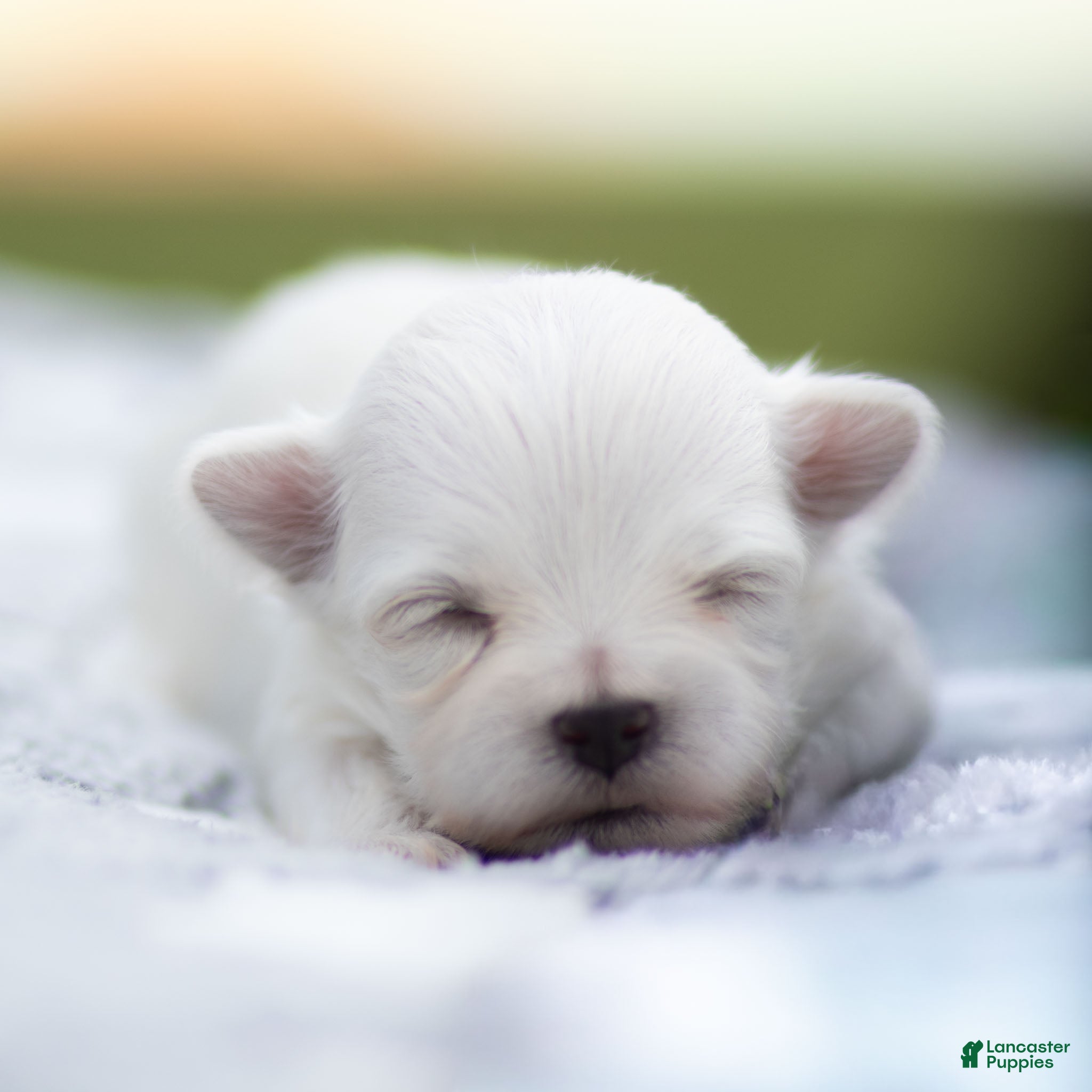 Maltese dogs Adam Maltese Puppy - Ad 1