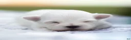 Maltese dogs for sale: Adam Maltese Puppy - Ad 1