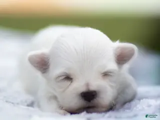 Maltese dogs for sale: Adam Maltese Puppy - Ad 3