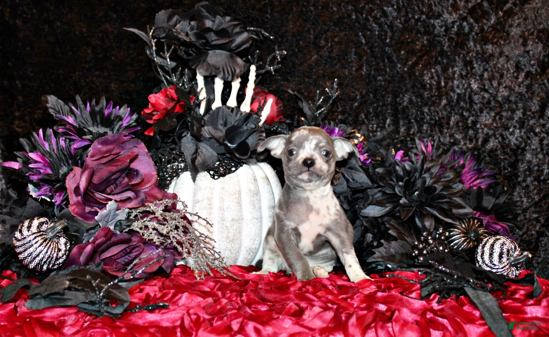 Chihuahua dogs for sale: Arlo - Ad 1