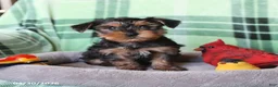 Yorkshire Terrier dogs for sale: Pepper - Ad 3