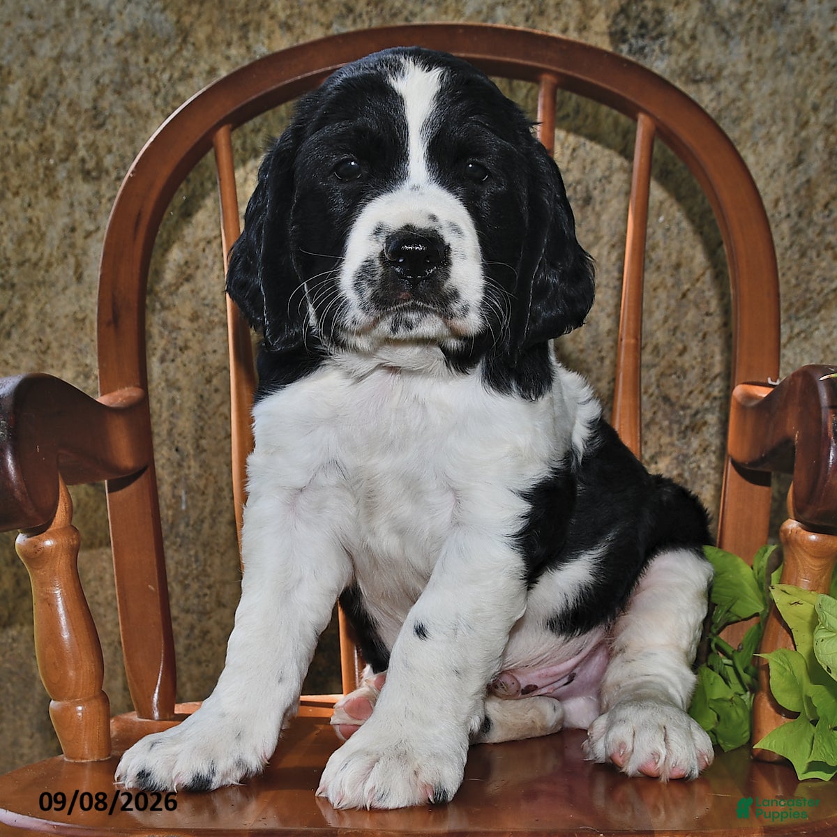 English Springer Spaniel dogs Wafer  - Ad 1
