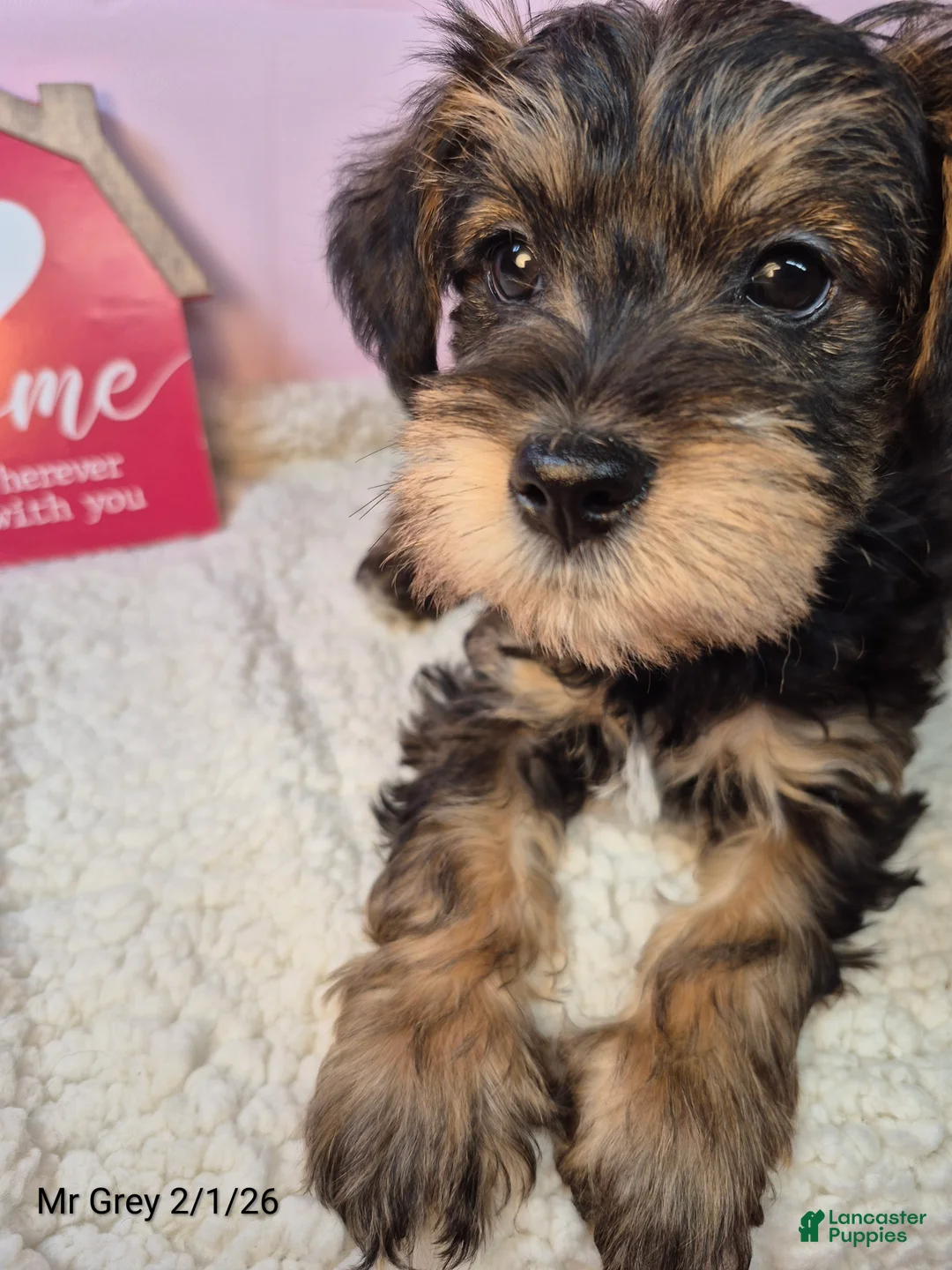 Mixed Breed dogs for sale: Mixed Breed Puppy 5 - Ad 1