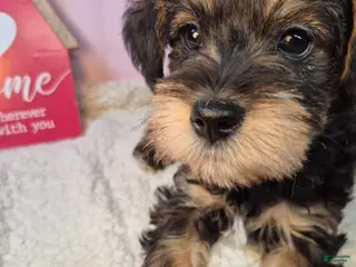 Mixed Breed dogs Mixed Breed Puppy 5 - Ad 39