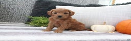 Mini Goldendoodle dogs for sale: Amber - Ad 3