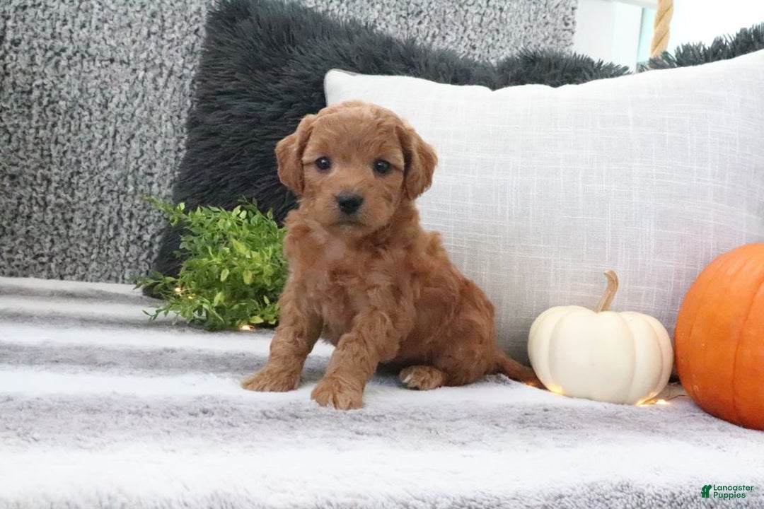 Mini Goldendoodle dogs for sale: Amber - Ad 3