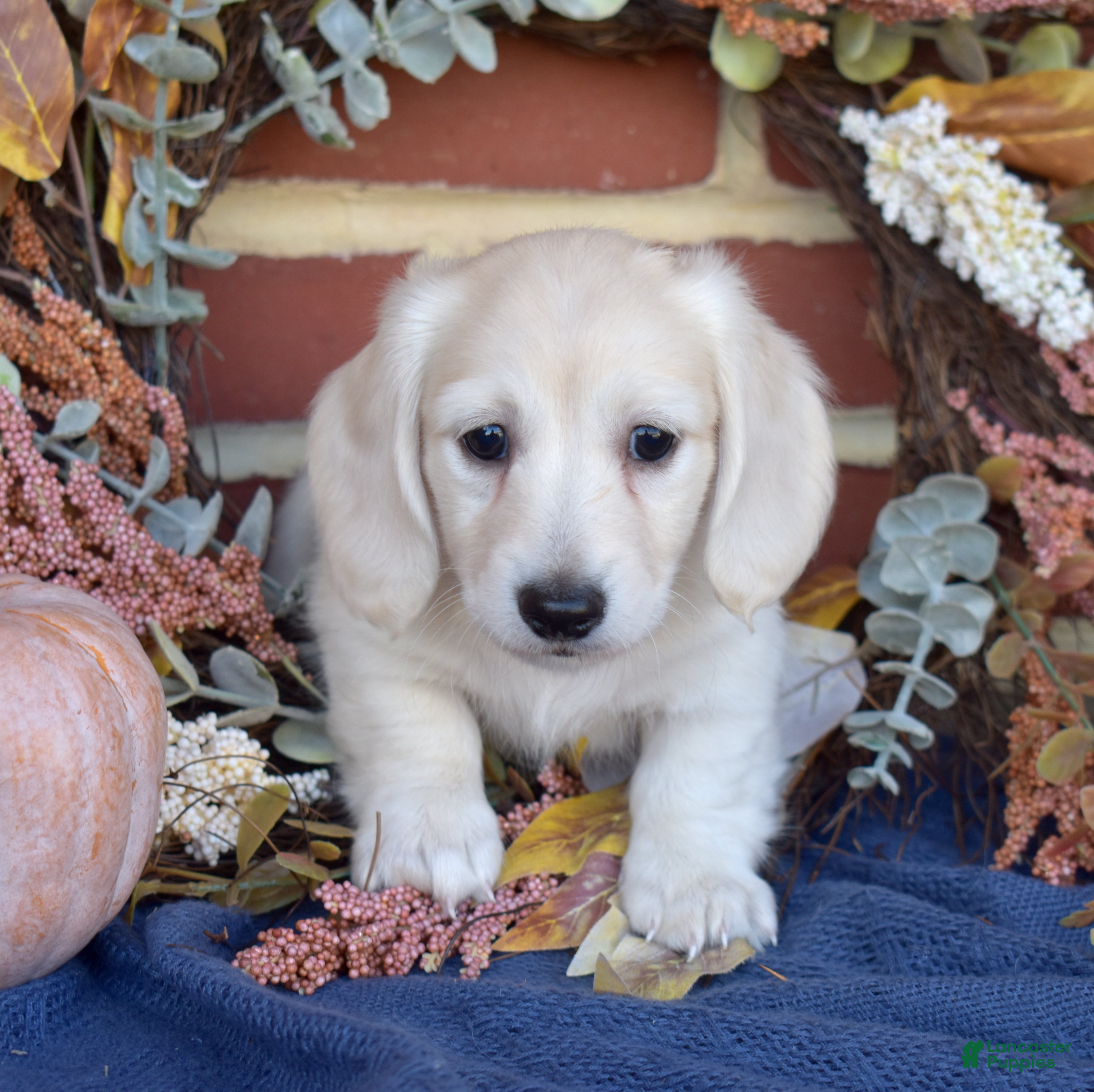 Miniature Dachshund dogs for sale: Blondie - Ad 1
