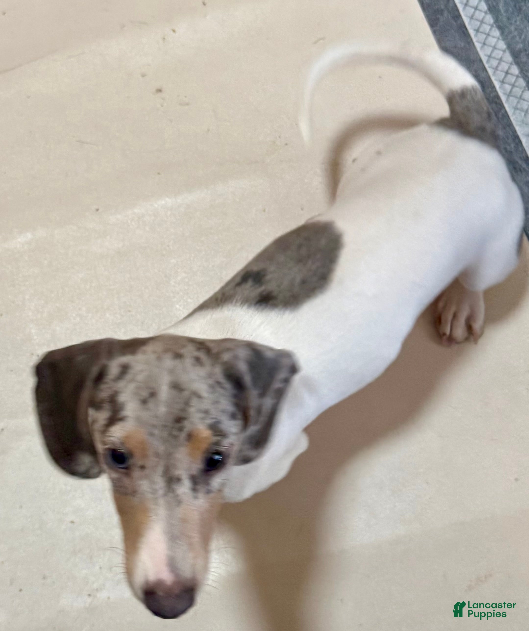 Miniature Dachshund dogs Miniature Dachshund 1 - Ad 29