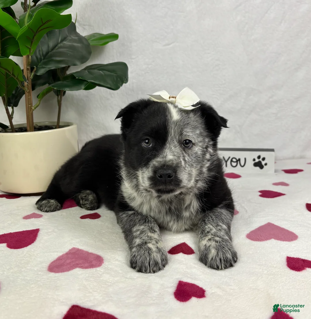 Mixed Breed dogs for sale: Mable - Ad 2