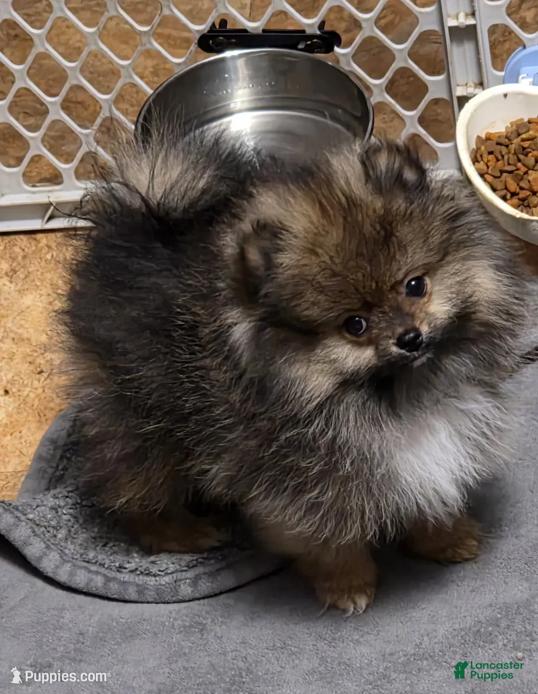Pomeranian dogs for sale: Akc Buffy  - Ad 1