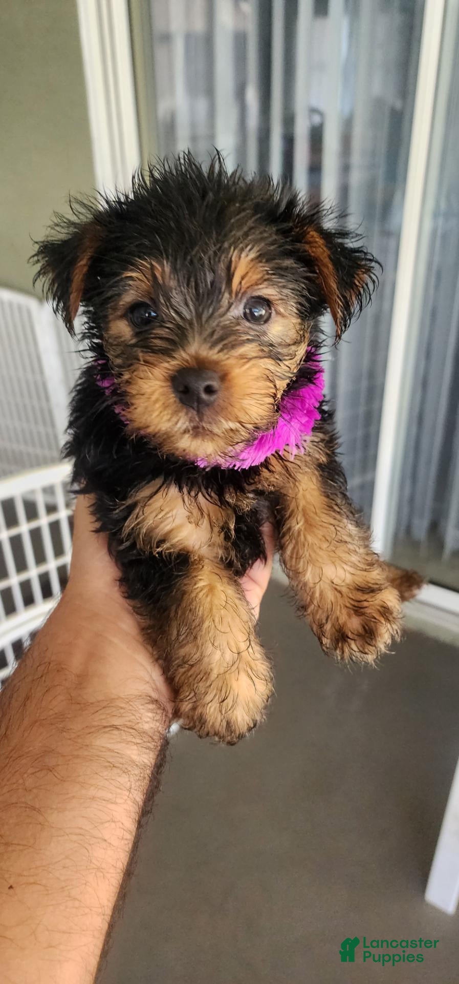 Yorkshire Terrier dogs Yorkshire Terrier purple boy - Ad 2