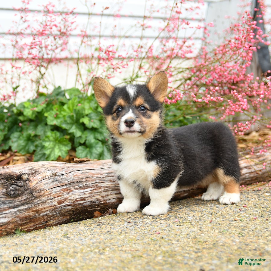 Welsh Corgi Pembroke dogs Pirate - Ad 2
