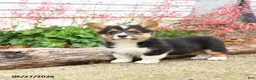 Welsh Corgi Pembroke dogs for sale: Pirate - Ad 2
