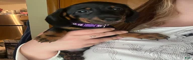 Pickle