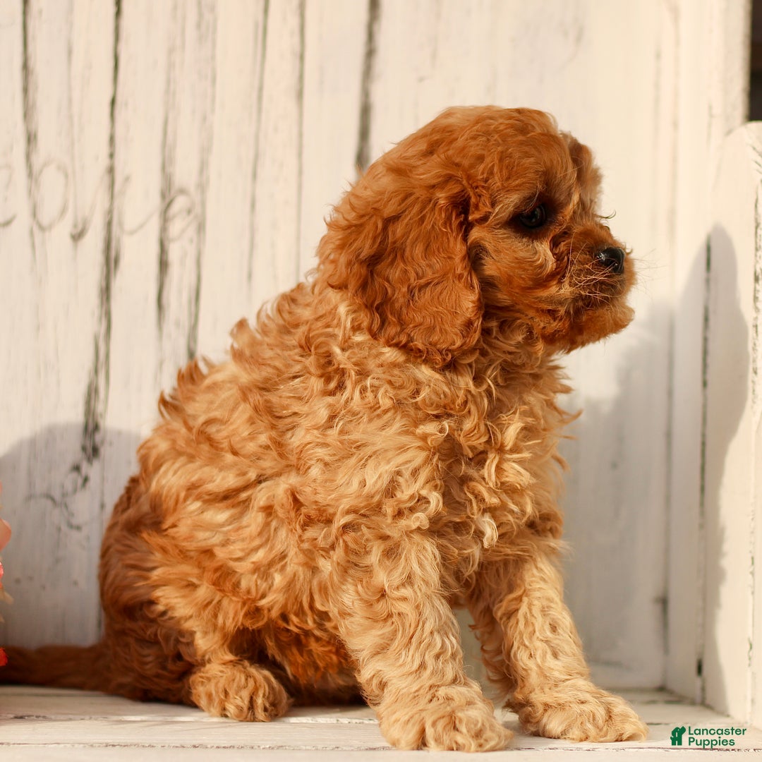 Cavapoo dogs for sale: Daisy  - Ad 3