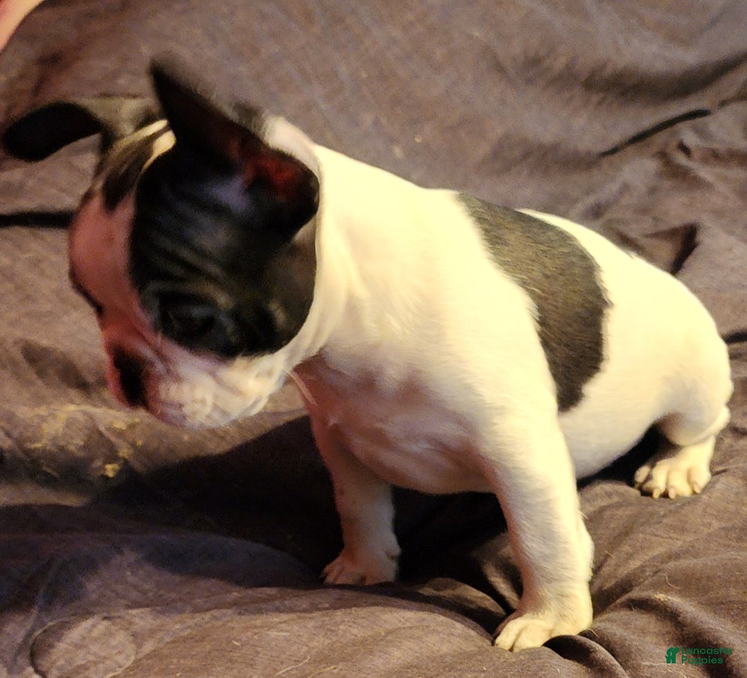 French Bulldog dogs for sale: Black and white pied - Ad 6