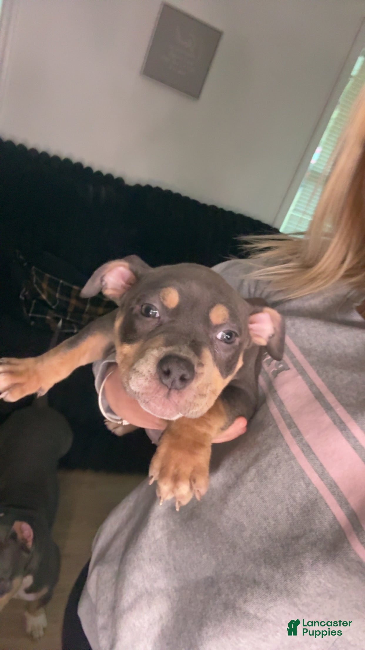 American Bully dogs American Bully Puppy 3 - Ad 13