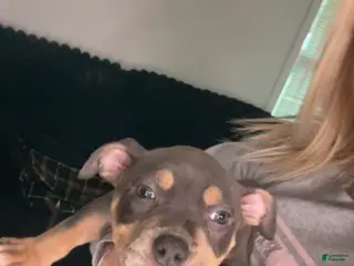 American Bully dogs American Bully Puppy 3 - Ad 13