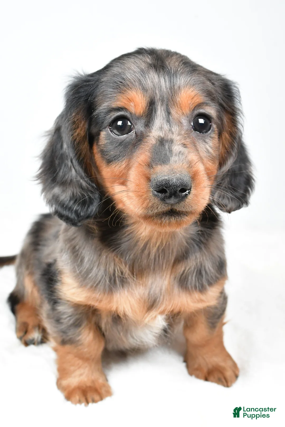 Dachshund dogs for sale: Sammy - Ad 2