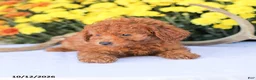Miniature Poodle dogs for sale: Cathy - Ad 13
