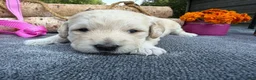 Mixed Breed dogs for sale: Elberta (Girl) - Ad 5