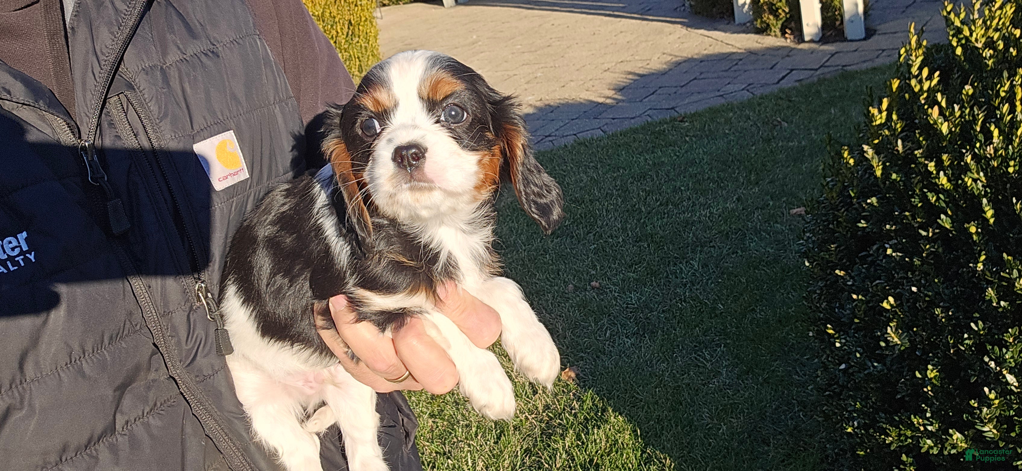 Cavalier King Charles Spaniel dogs Vance - Ad 2