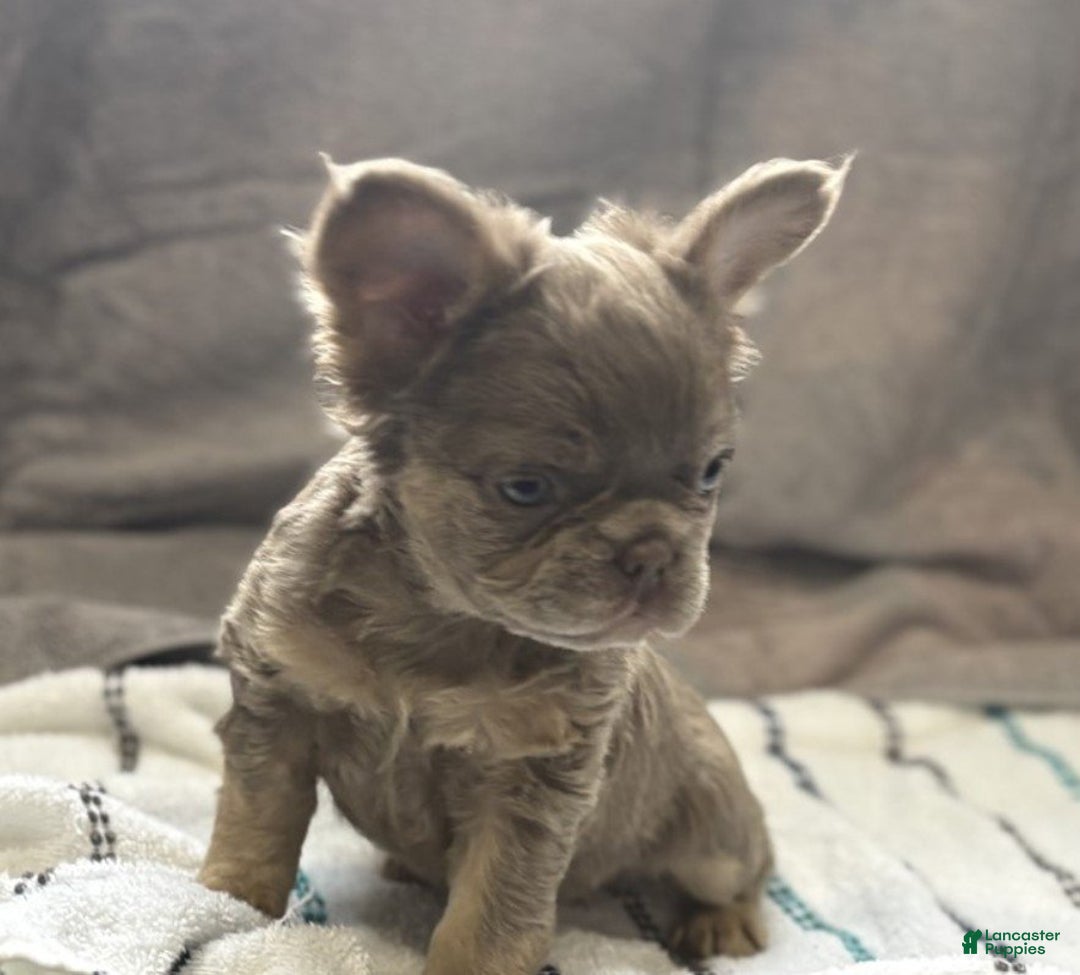 French Bulldog dogs for sale: Meet Fibi!  French Bulldog Puppy 1 - Ad 2