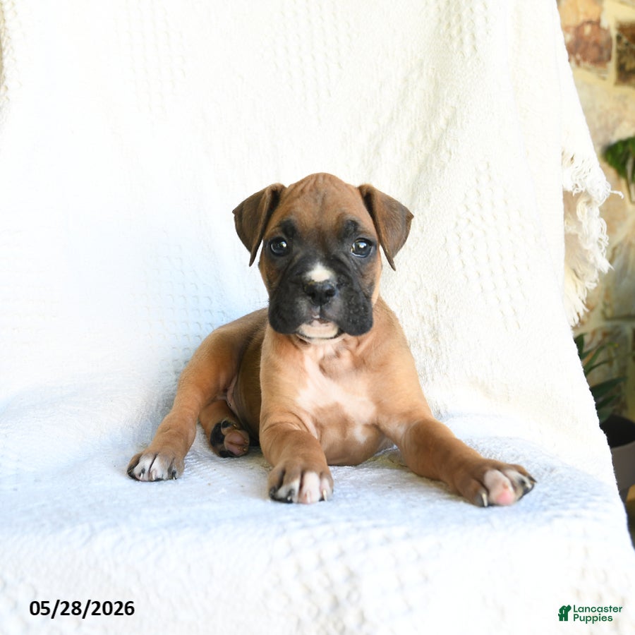 Boxer dogs Rambo - Ad 2