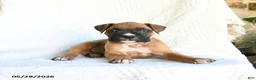 Boxer dogs for sale: Rambo - Ad 2