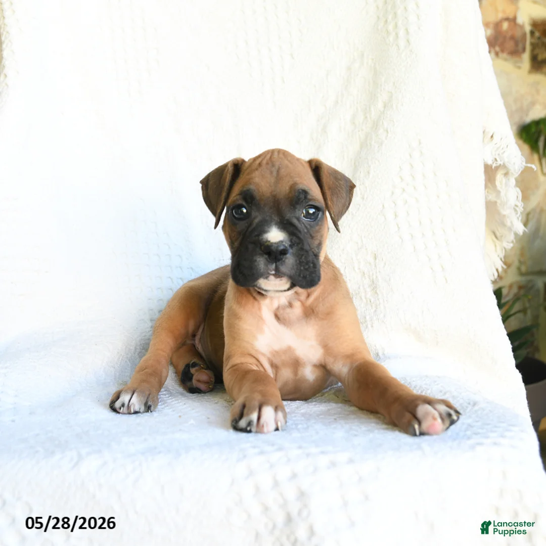 Boxer dogs for sale: Rambo - Ad 2