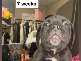 Cane Corso dogs Cane Corso Puppy 1 - Ad 18