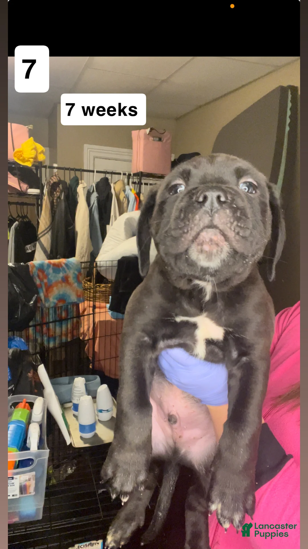 Cane Corso dogs for sale: Cane Corso Puppy 1 - Ad 1