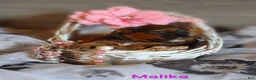 Shihpoo dogs for sale: Shihpoo Puppy 6 Malika  - Ad 3