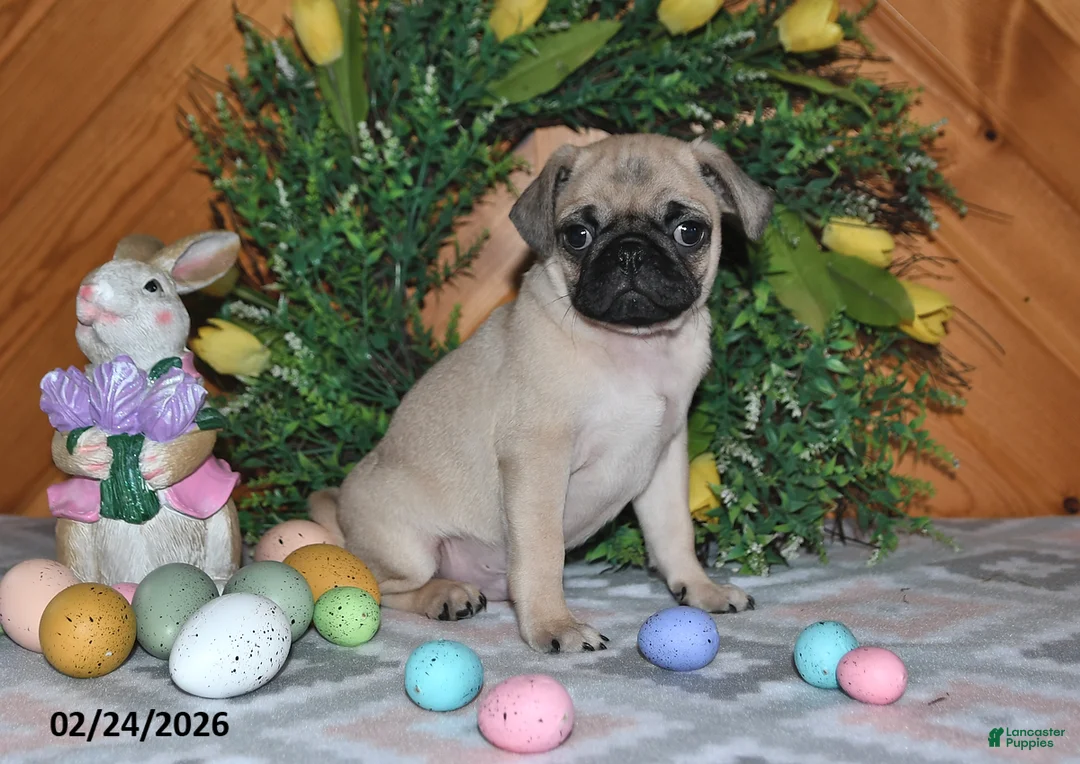 Pug dogs for sale: Tanner - Ad 3