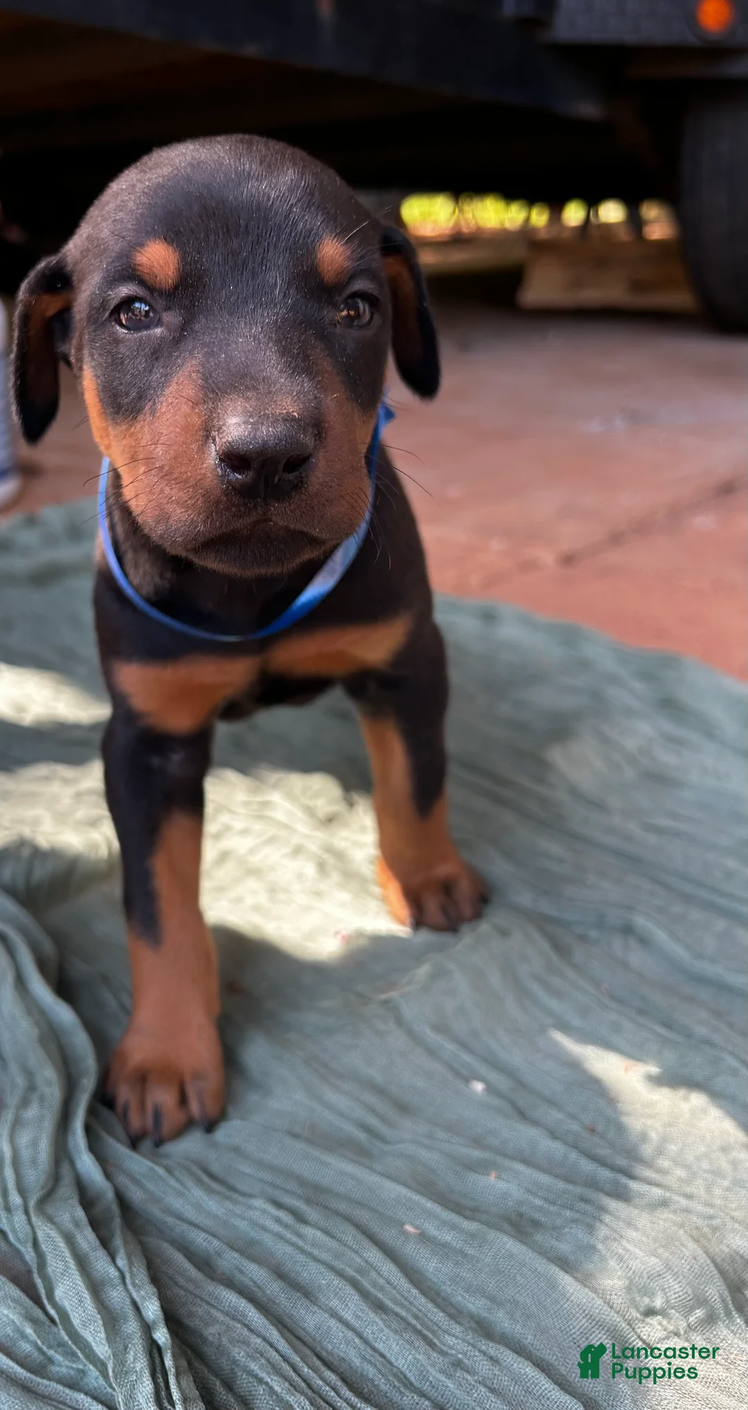 Doberman Pinscher dogs for sale: Doberman Pinscher Puppy 3 - Ad 3