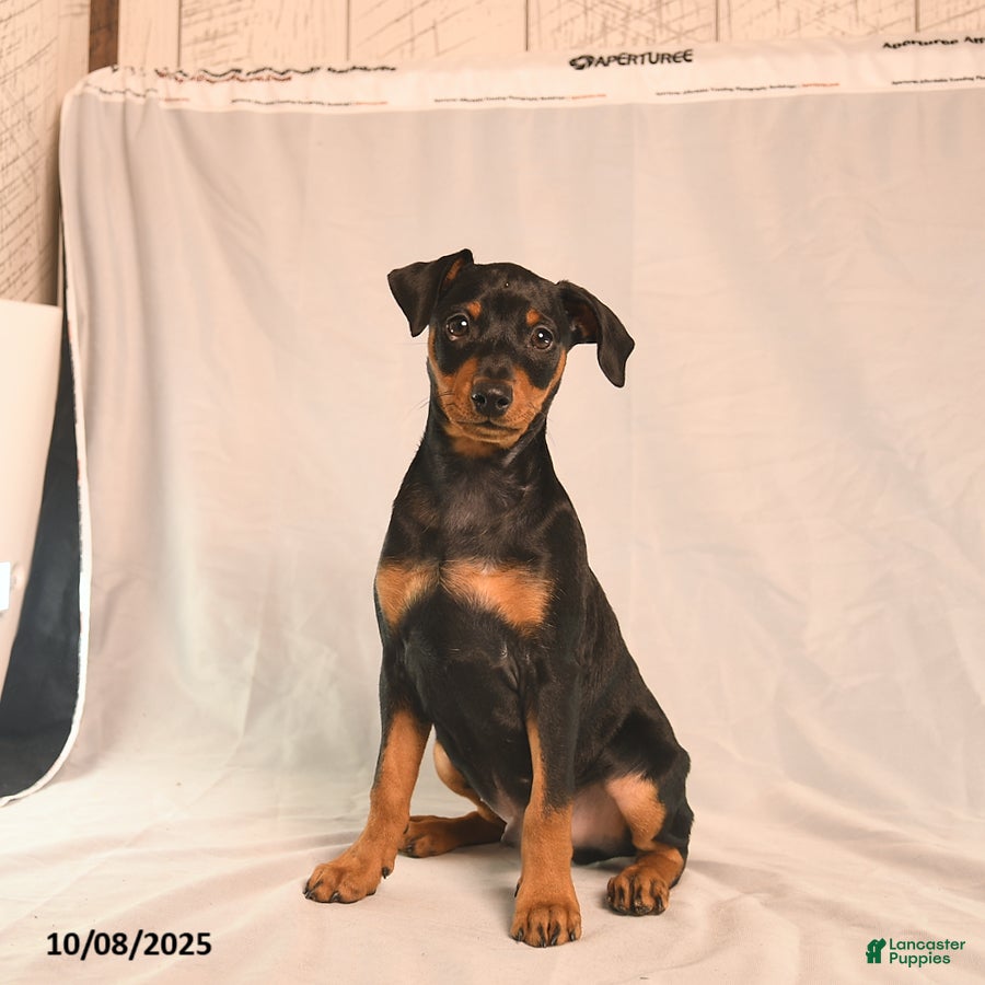 Miniature Pinscher Puppies for sale in Pennsylvania Lancaster