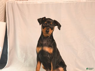 Miniature Pinscher dogs - Ad 23