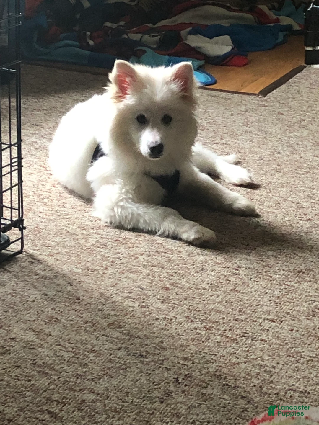 Mixed Breed dogs for sale: Mixed Breed Puppy 1 - Ad 1