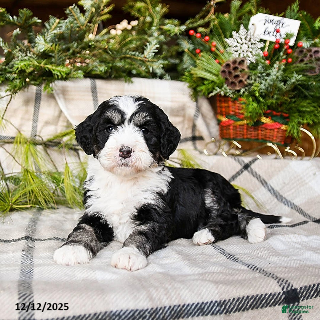 Mini Bernedoodle dogs for sale: Millie - Ad 2