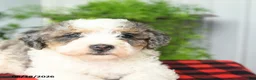 Mini Bernedoodle dogs for sale: Cara  - Ad 4
