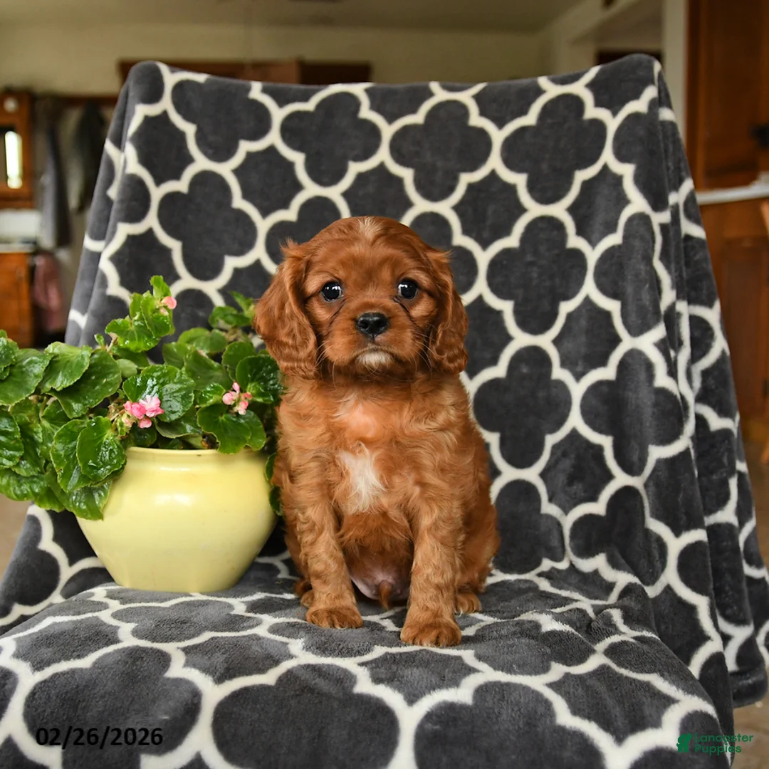 Cavalier King Charles Spaniel dogs for sale: Rusty - Ad 2