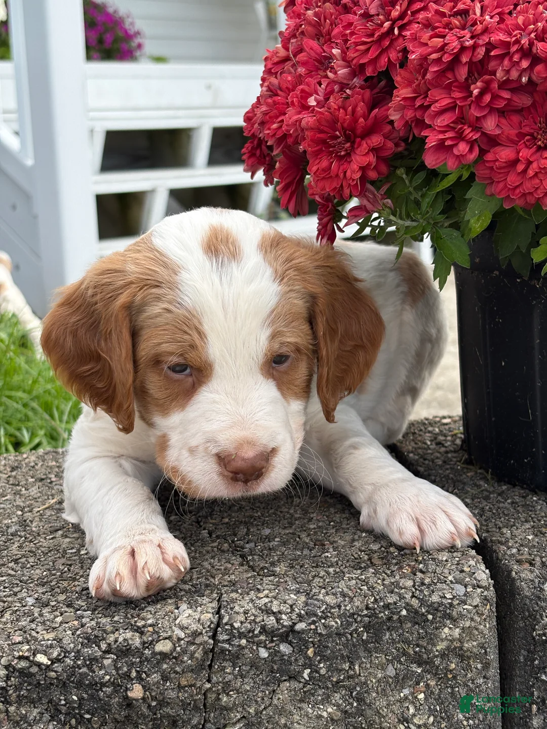 Mixed Breed dogs for sale: Marshall - Ad 2