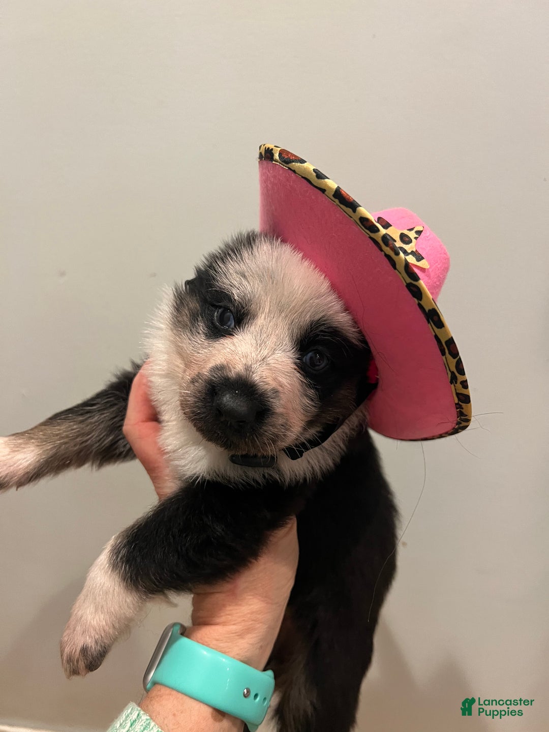 German Shepherd dogs for sale: Chica - German Shepherd Puppy  - Ad 1