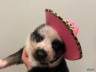 German Shepherd dogs Chica - German Shepherd Puppy - Ad 20