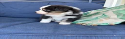 Australian Shepherd dogs for sale: Australian Shepherd- Chloe  - Ad 9
