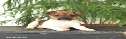 Jack Russell Terrier dogs for sale: Jenny - Ad 3