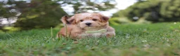 Morkie dogs for sale: Zoe - Ad 5