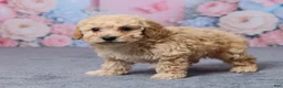 Bichpoo dogs for sale: Toronto - Ad 5