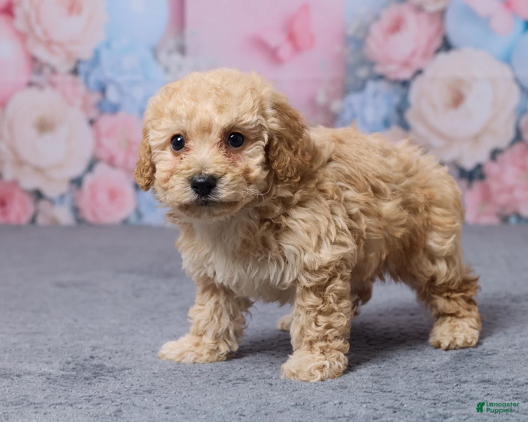 Bichpoo dogs for sale: Toronto - Ad 5