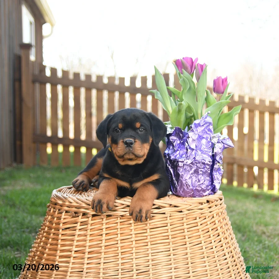 Rottweiler dogs Lark  - Ad 2